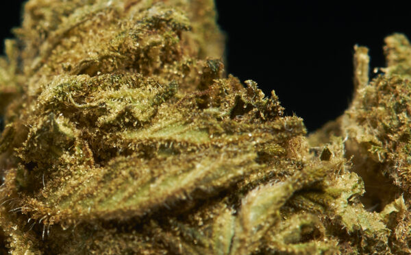 Zoom Fleurs CBD Strawberry - Terre de Fleurs Image Zoom des Fleurs CBD Strawberry - Terre de Fleurs