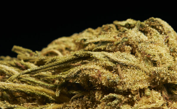 Zoom Fleurs CBD Amnesia - Détails de Qualité - Terre de Fleurs Image Zoom des Fleurs CBD Amnesia - Terre de Fleurs