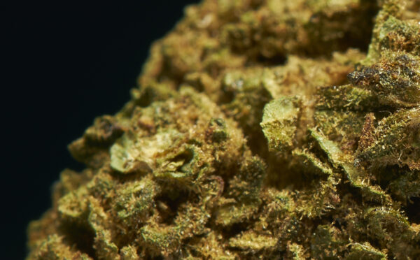 Zoom Fleurs CBD Northwest - Terre de Fleurs Image Zoom des Fleurs CBD Northwest - Terre de Fleurs